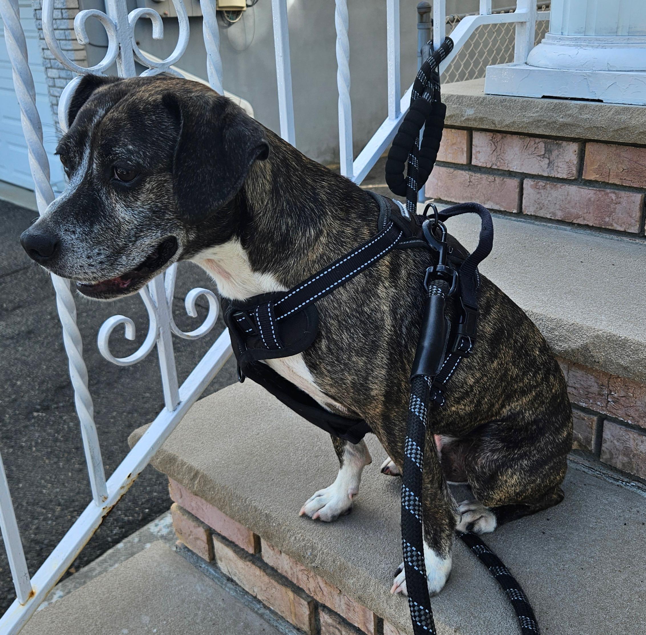 Jasper, a ADOPTABLE mixed breed in New York, NY image 5/6