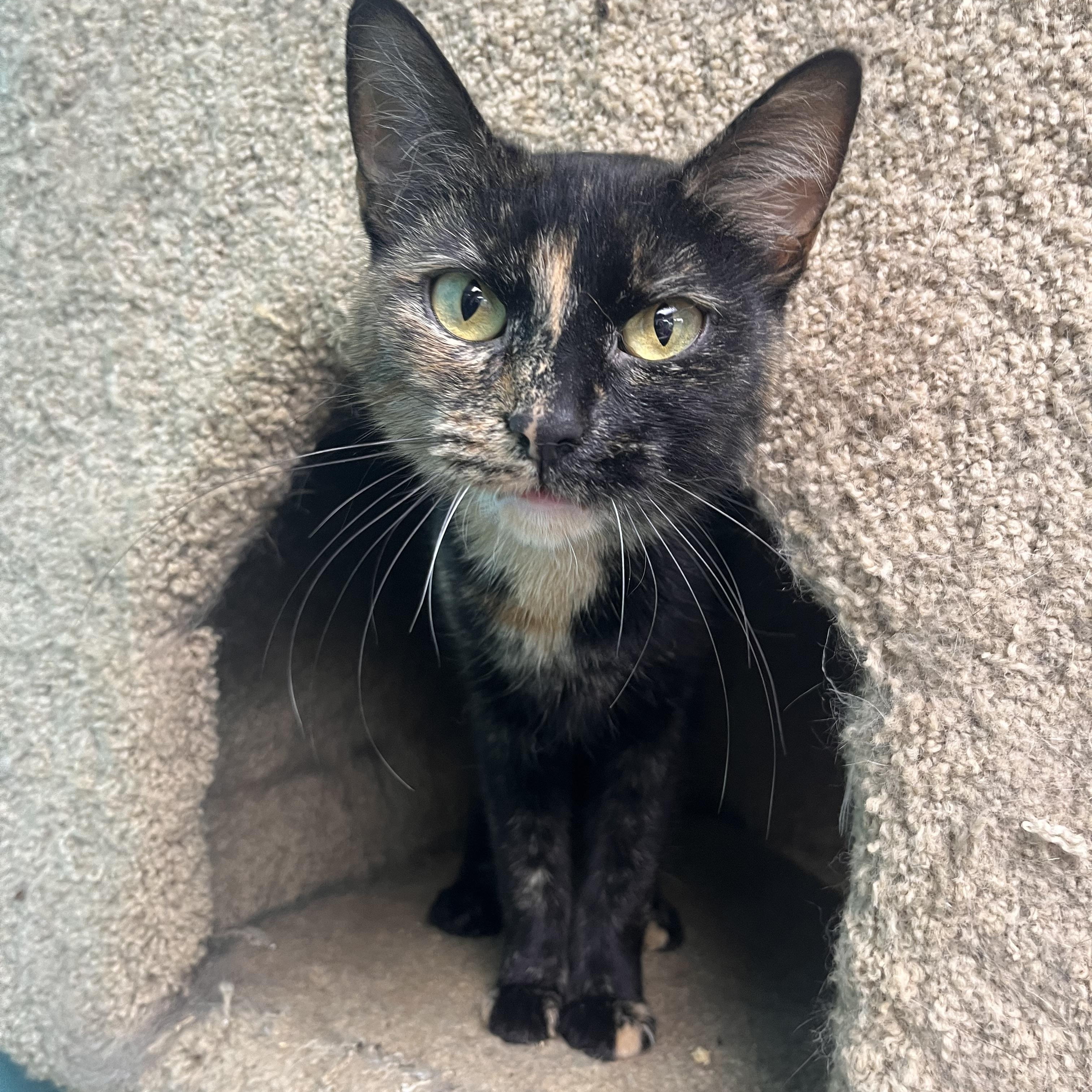 Enlarge Paisley, a ADOPTABLE Domestic Short Hair in Maryville, TN image 2/3