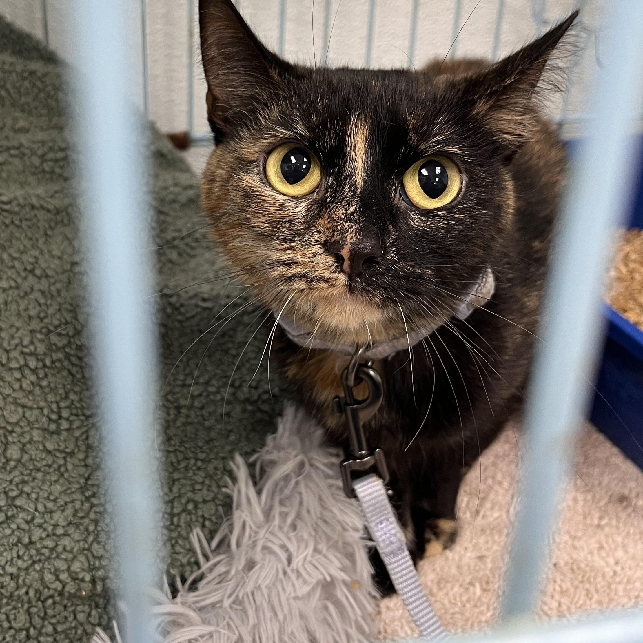 Enlarge Paisley, a ADOPTABLE Domestic Short Hair in Maryville, TN image 1/3