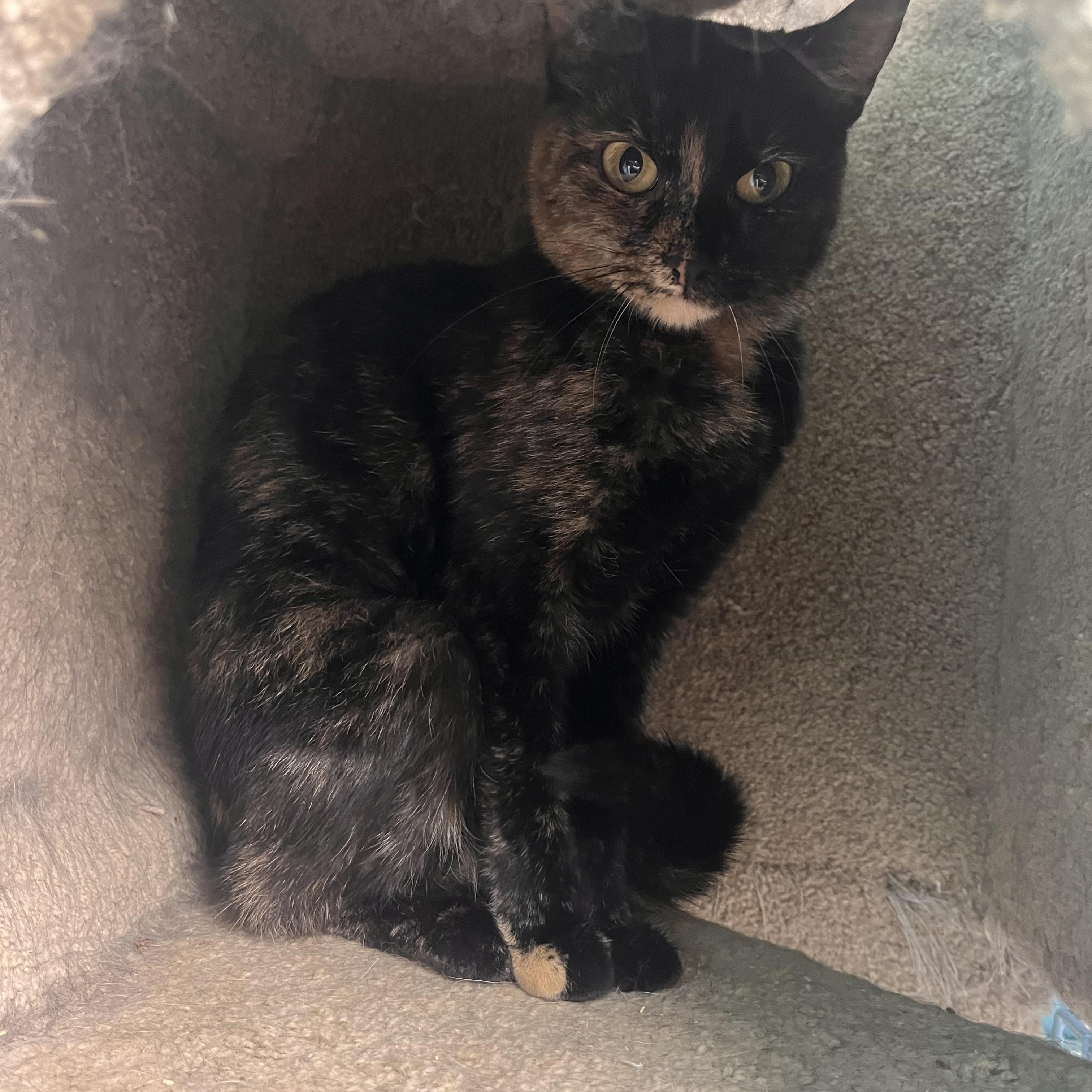 Enlarge Paisley, a ADOPTABLE Domestic Short Hair in Maryville, TN image 3/3