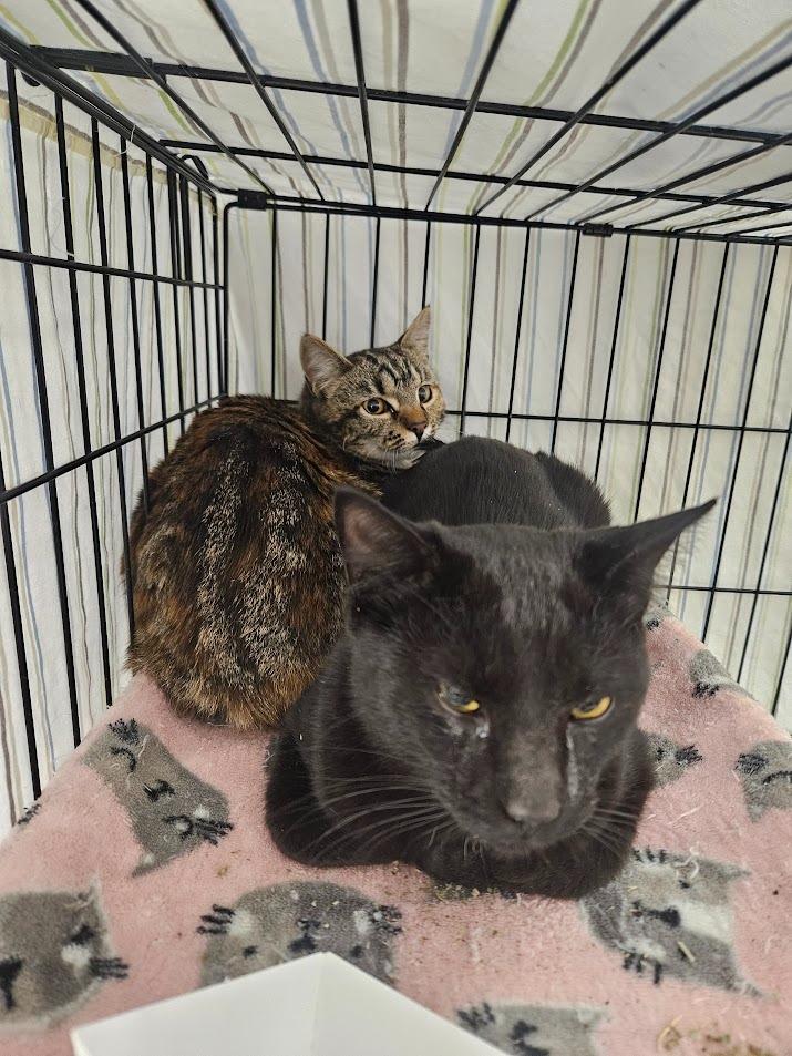 Enlarge Ponderosa, a Adoptable mixed breed in Maryville, TN image 1/1