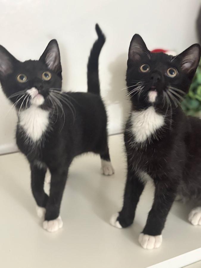 Lenore (Isabel) , adopted, Kitten Female Domestic Short Hair.