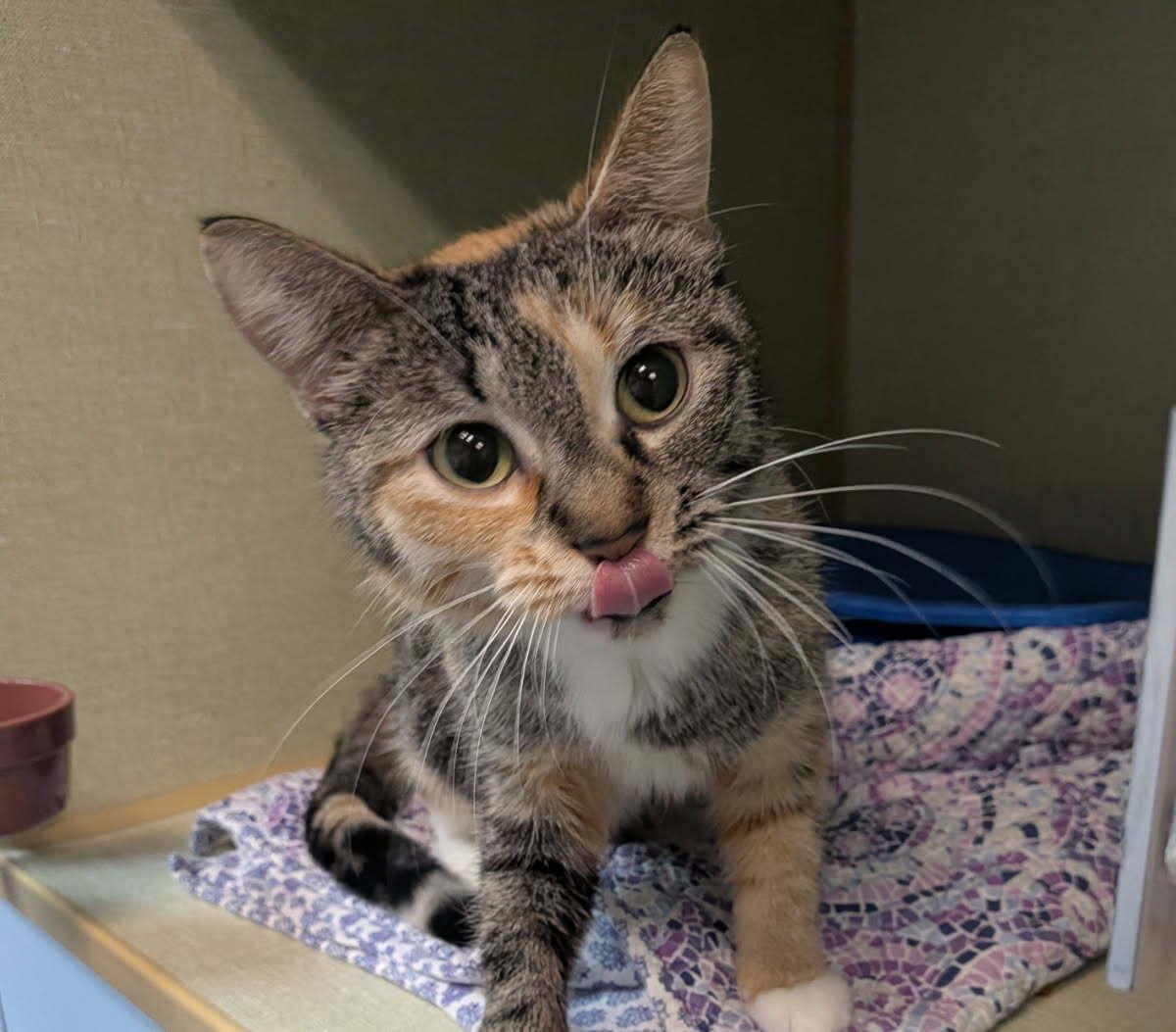 Europe, ADOPTABLE, Young Female Domestic Short Hair.