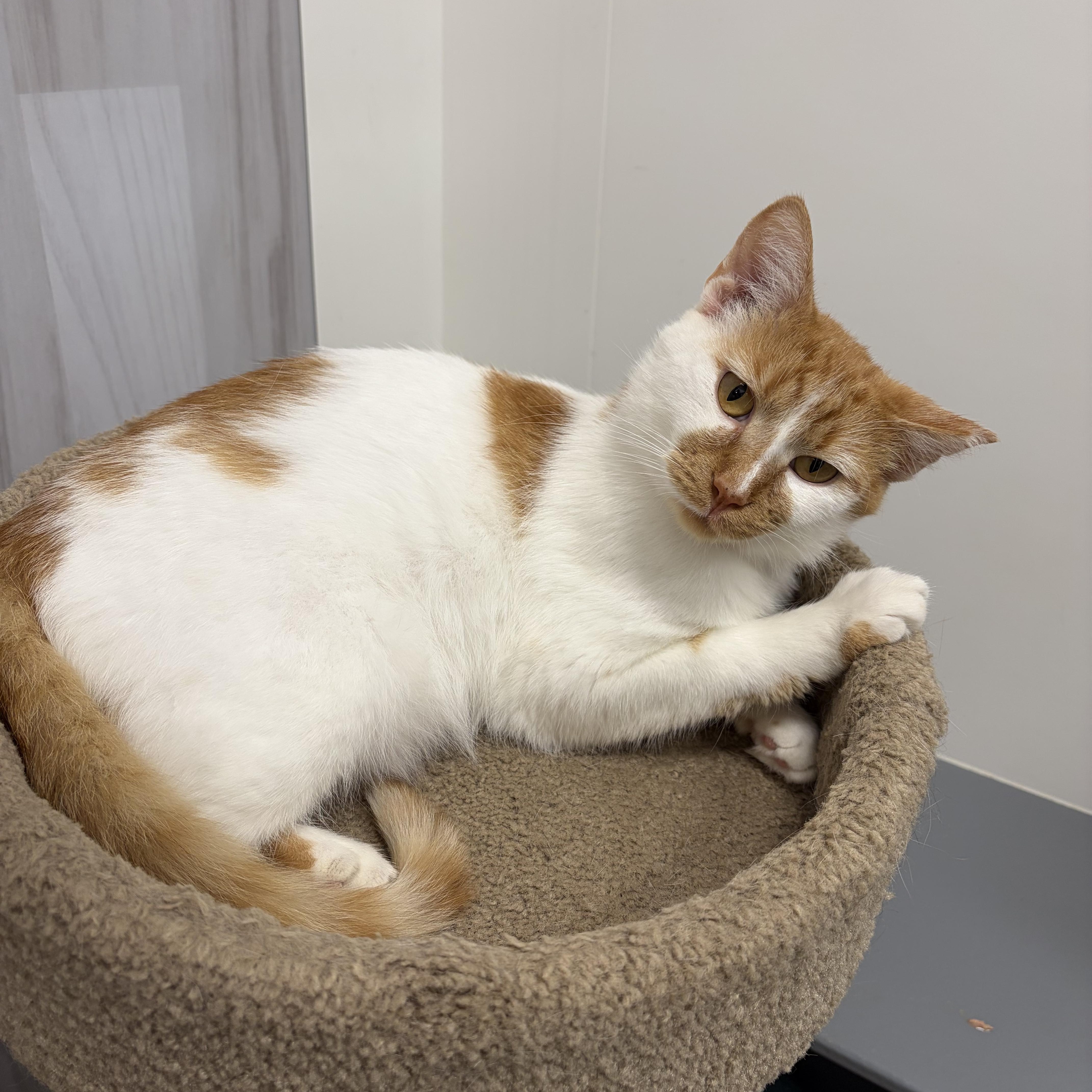 Enlarge Macchiato, a ADOPTABLE Domestic Short Hair in Columbus , OH image 3/6