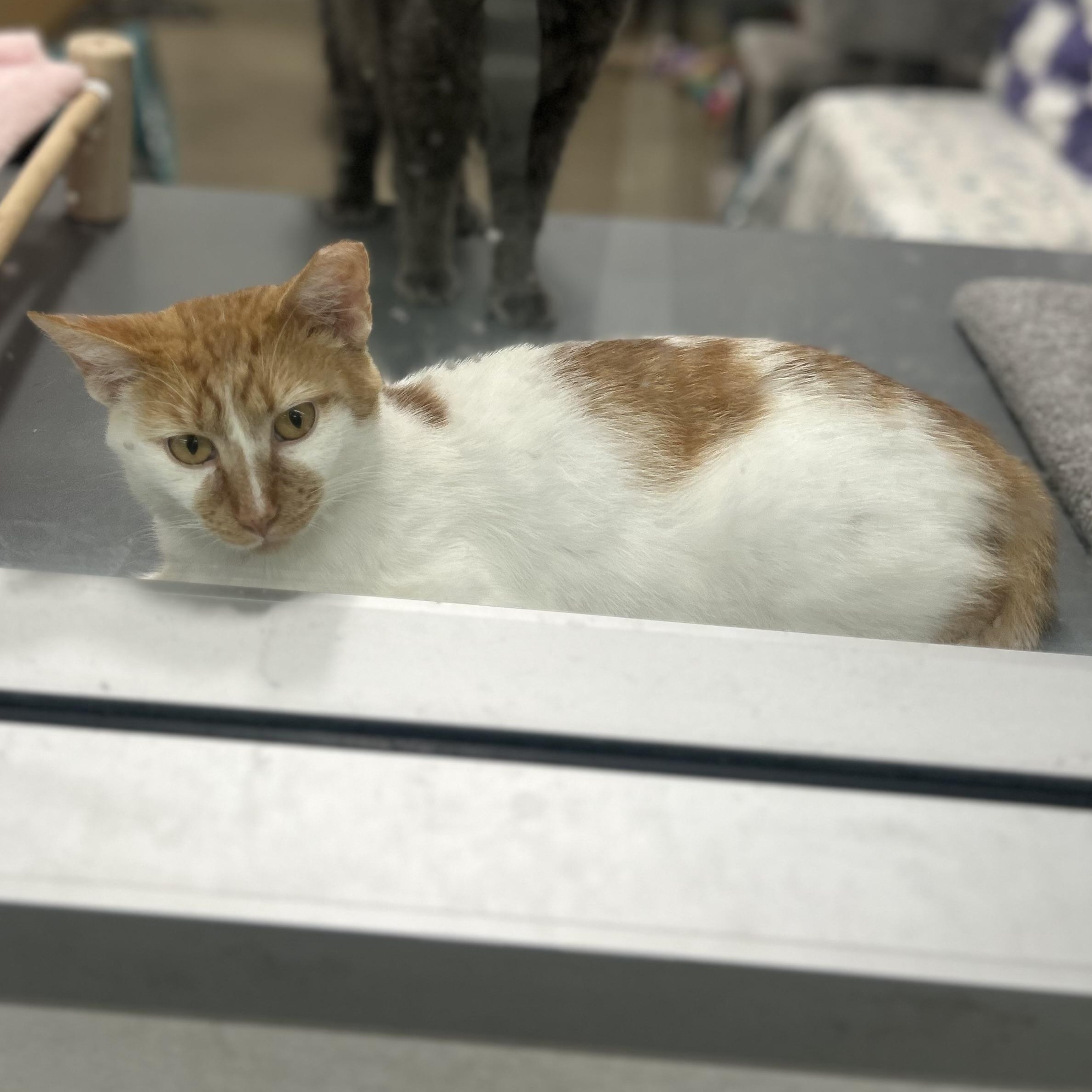 Macchiato, a ADOPTABLE Domestic Short Hair in Columbus , OH image 3/4