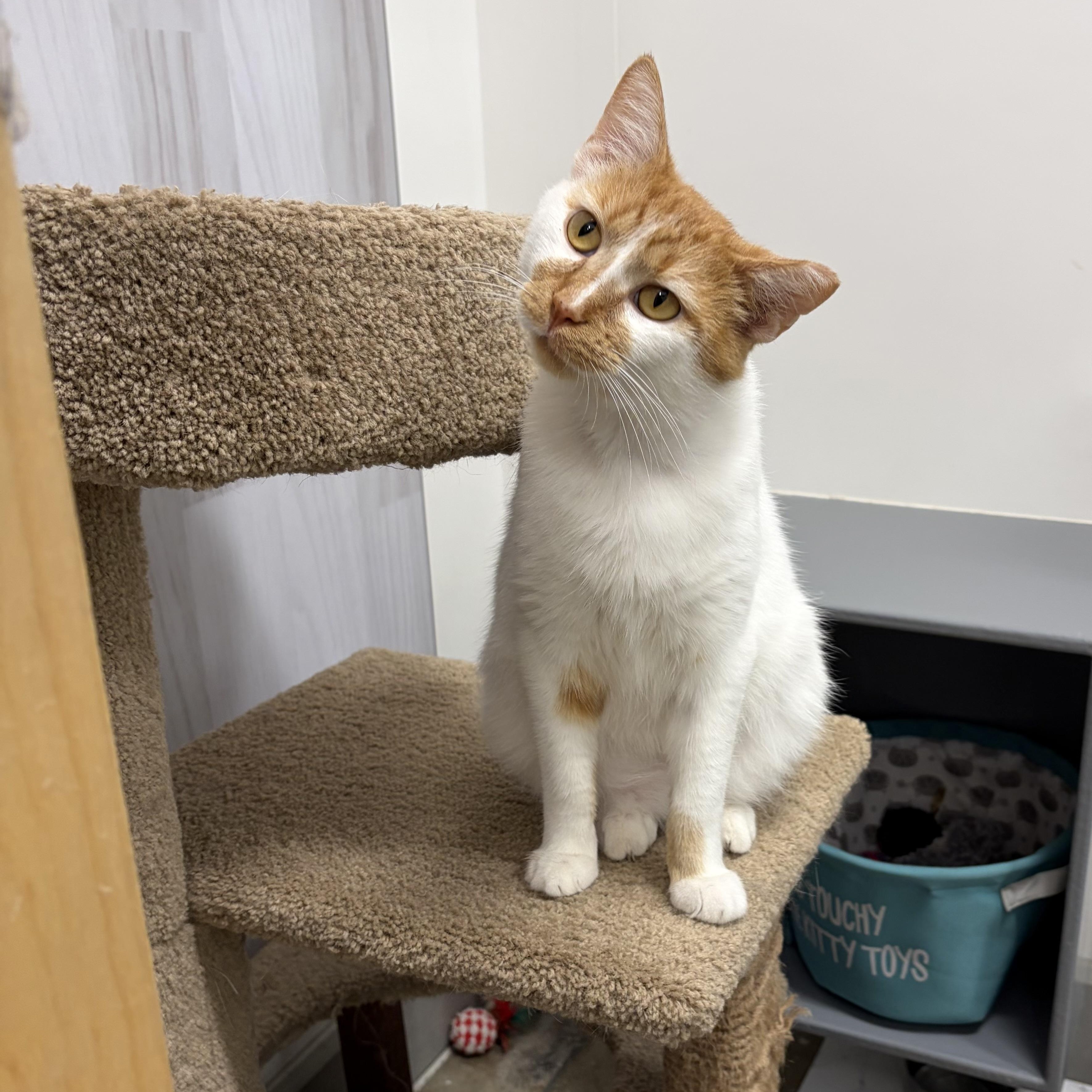 Macchiato, ADOPTABLE, Young Male Domestic Short Hair.
