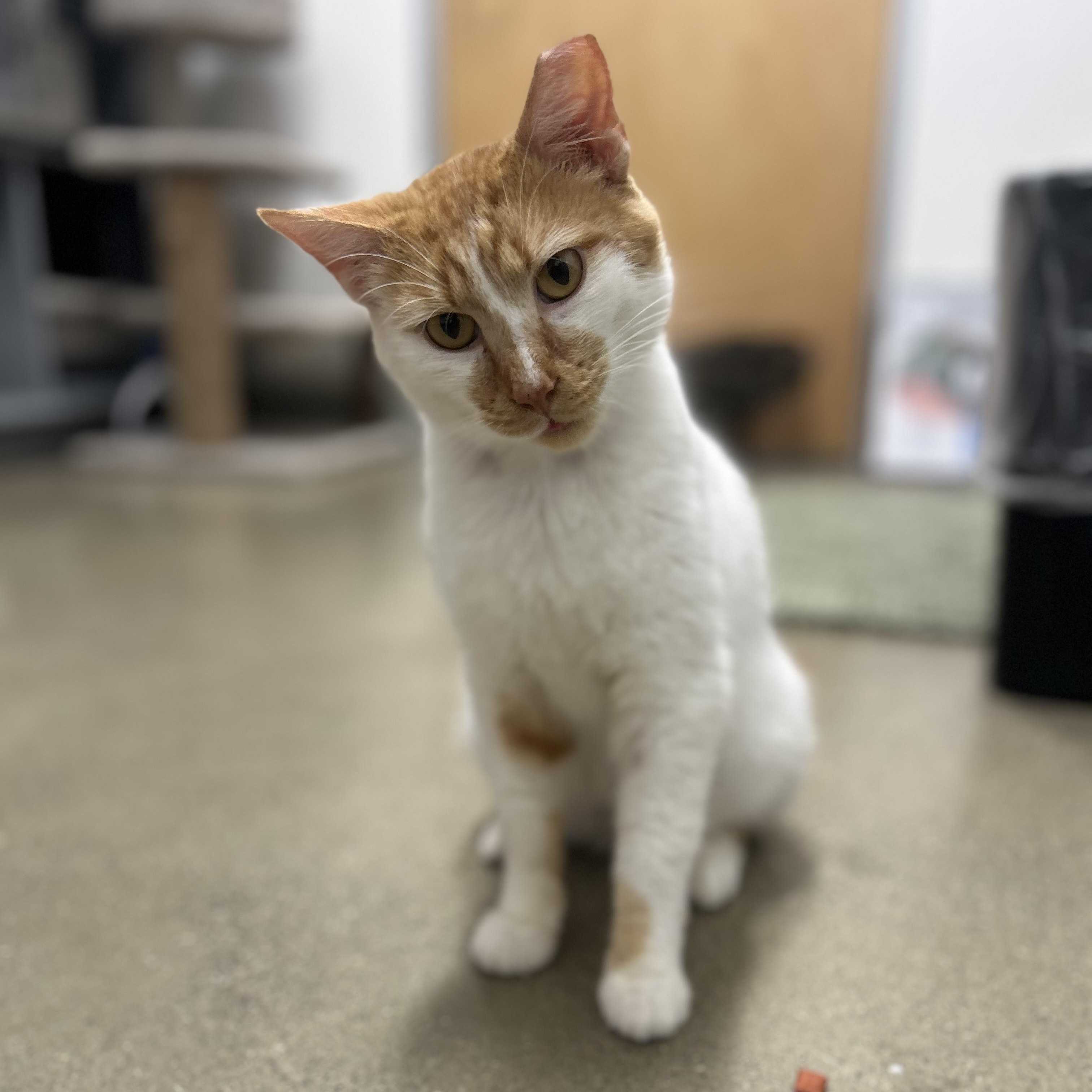 Macchiato, a ADOPTABLE Domestic Short Hair in Columbus , OH image 1/4