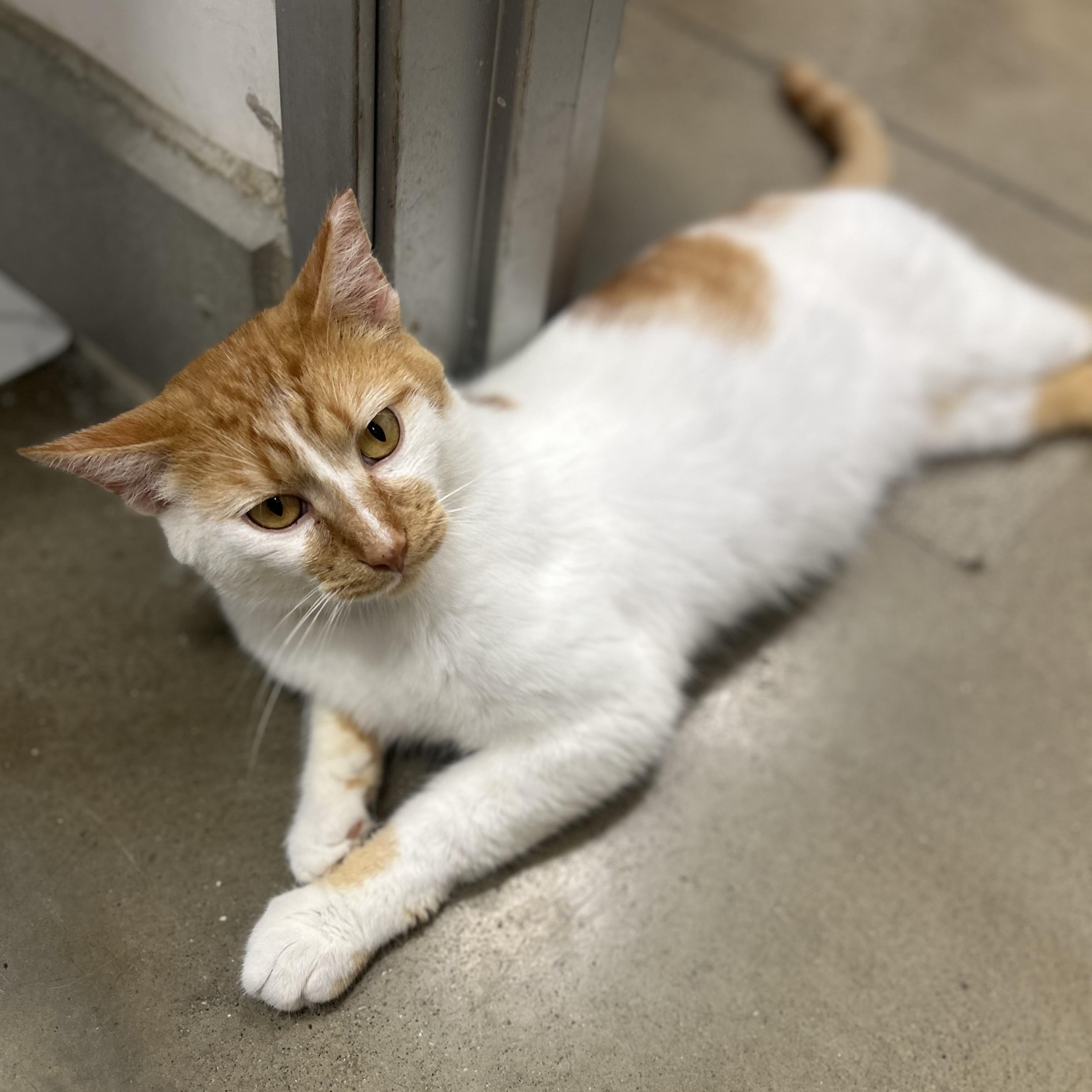 Macchiato, a ADOPTABLE Domestic Short Hair in Columbus , OH image 2/4