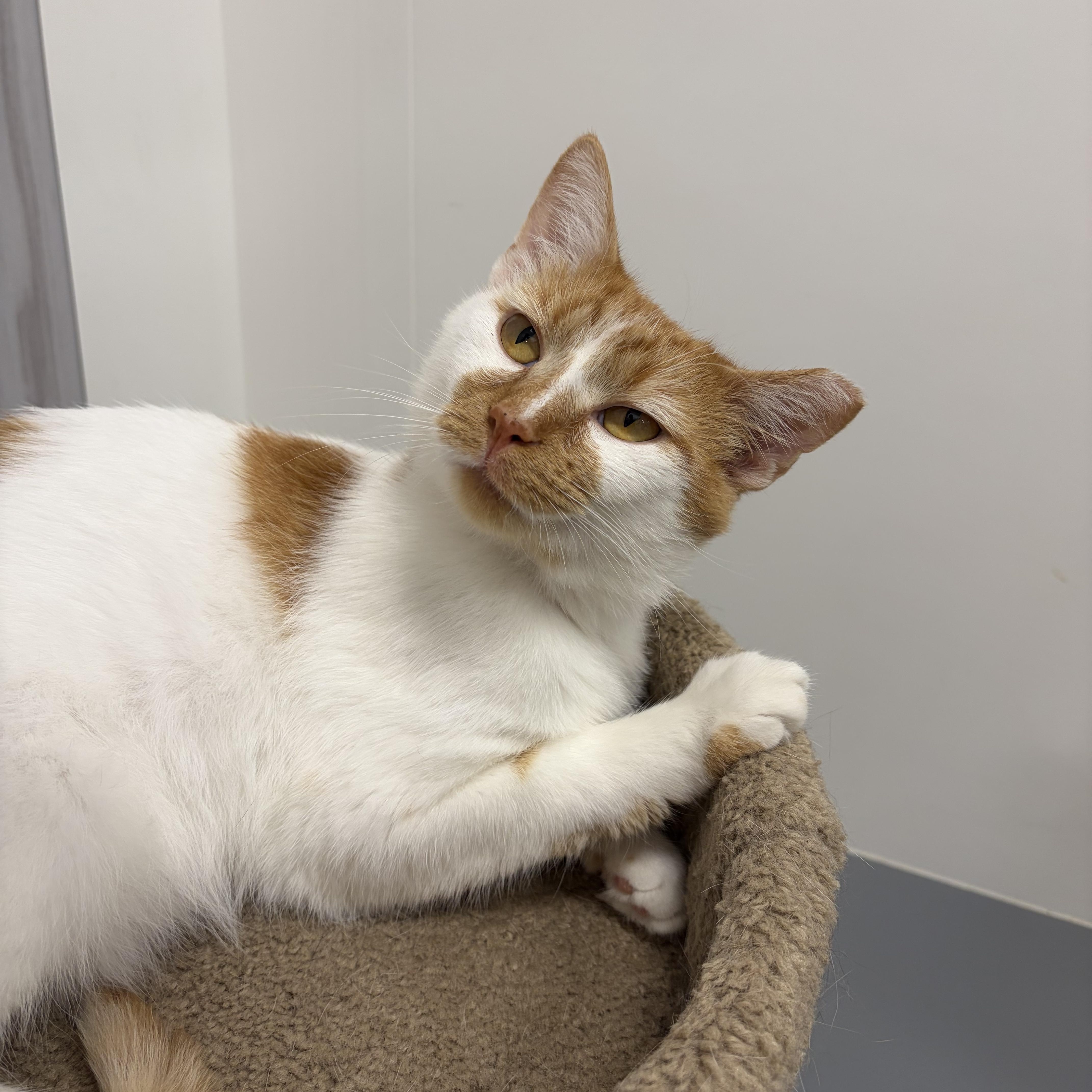 Enlarge Macchiato, a ADOPTABLE Domestic Short Hair in Columbus , OH image 2/6