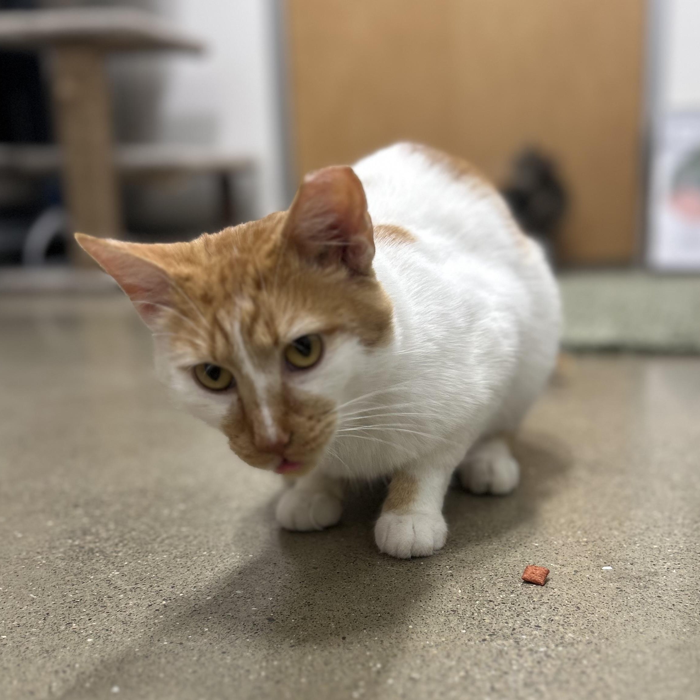 Macchiato, a ADOPTABLE Domestic Short Hair in Columbus , OH image 4/4