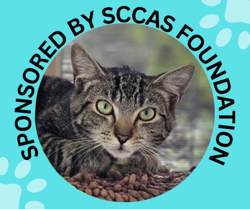 Enlarge HANNAH*, a Adoptable Domestic Short Hair in Santa Cruz, CA image 1/1