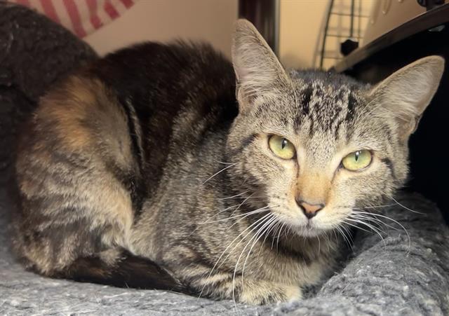 HANNAH*, Adoptable, Young Female Domestic Short Hair.