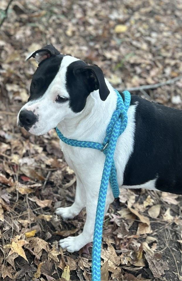Ramsey, Adoptable, Adult Female American Bulldog & English Pointer.