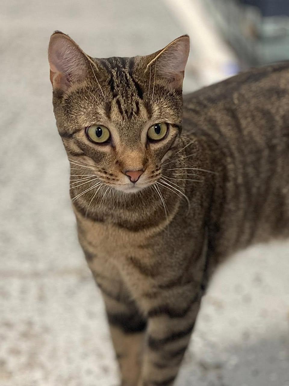 Poppy, a Adoptable Domestic Short Hair image 2/5