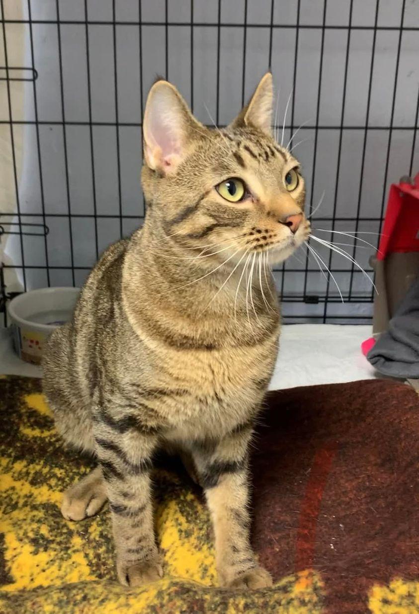 Poppy, a Adoptable Domestic Short Hair image 4/5