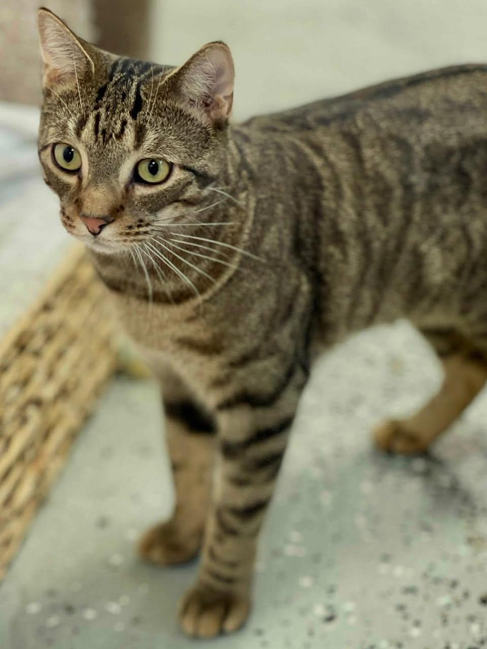 Poppy, Adoptable, Young Male Domestic Short Hair.