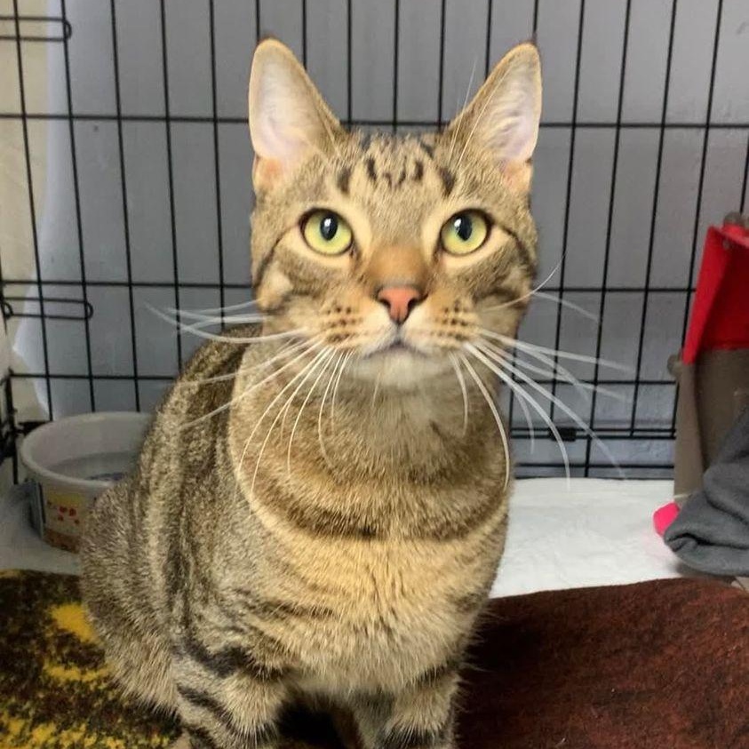 Poppy, Adoptable, Young Male Domestic Short Hair.