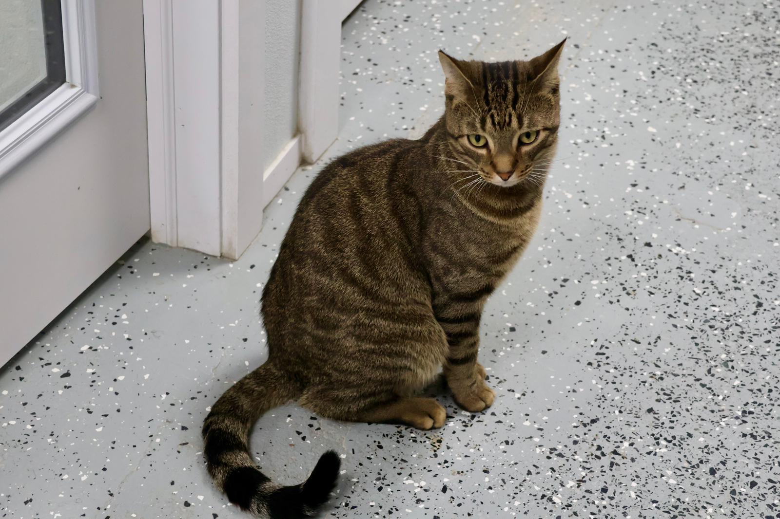 Poppy, a Adoptable Domestic Short Hair image 3/5