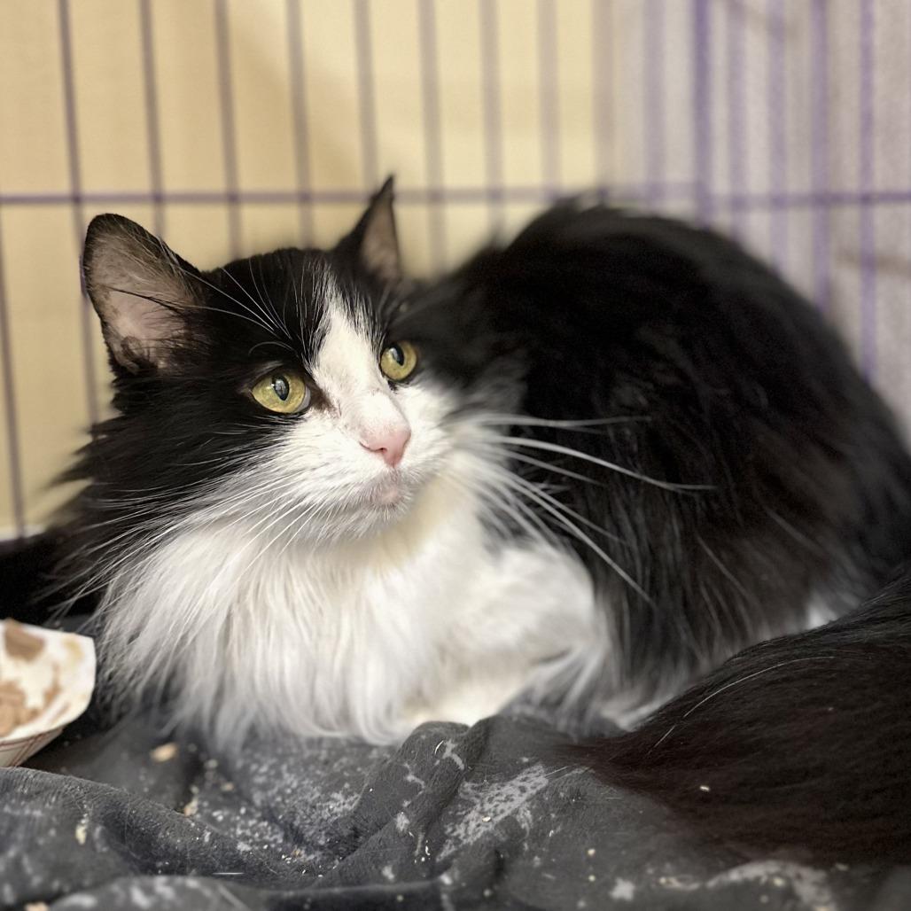 Lily, a Adoptable Domestic Long Hair in Bedford, NH image 1/4