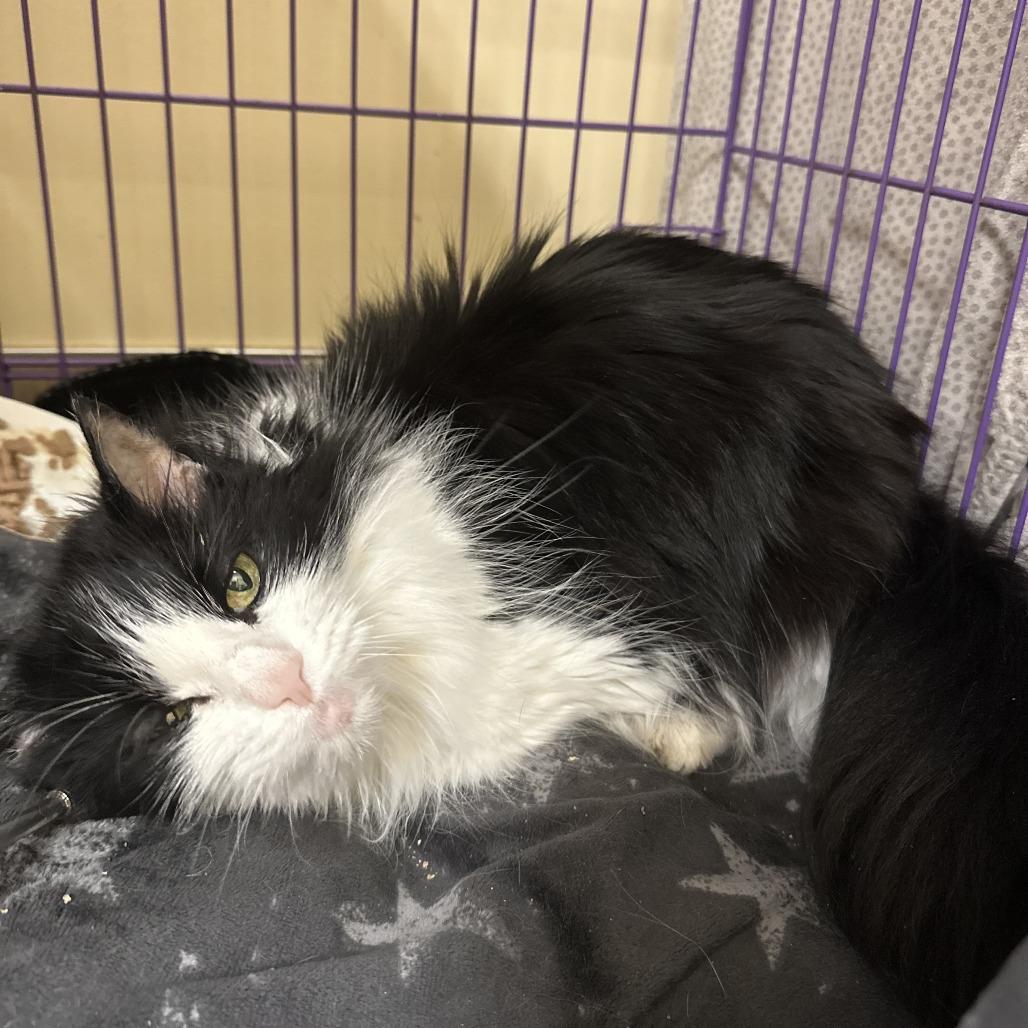 Lily, a Adoptable Domestic Long Hair in Bedford, NH image 2/4