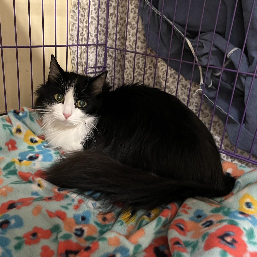 Lily, a Adoptable Domestic Long Hair in Bedford, NH image 3/4