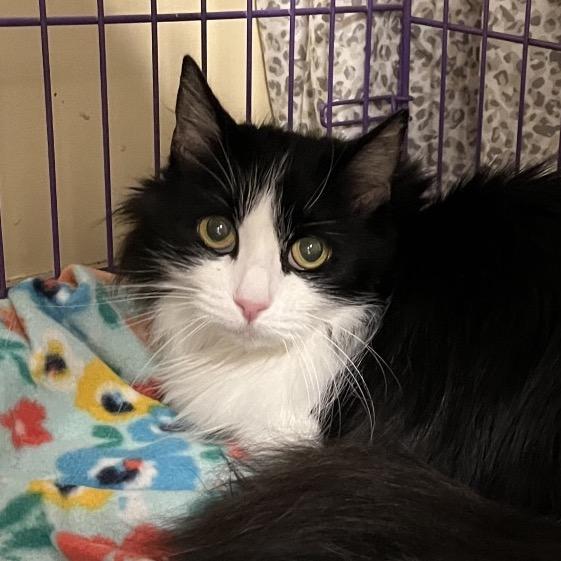 Lily, a Adoptable Domestic Long Hair in Bedford, NH image 4/4