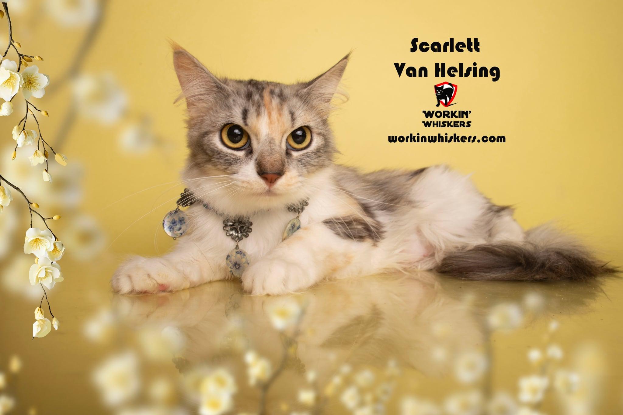 SCARLETT VAN HELSING