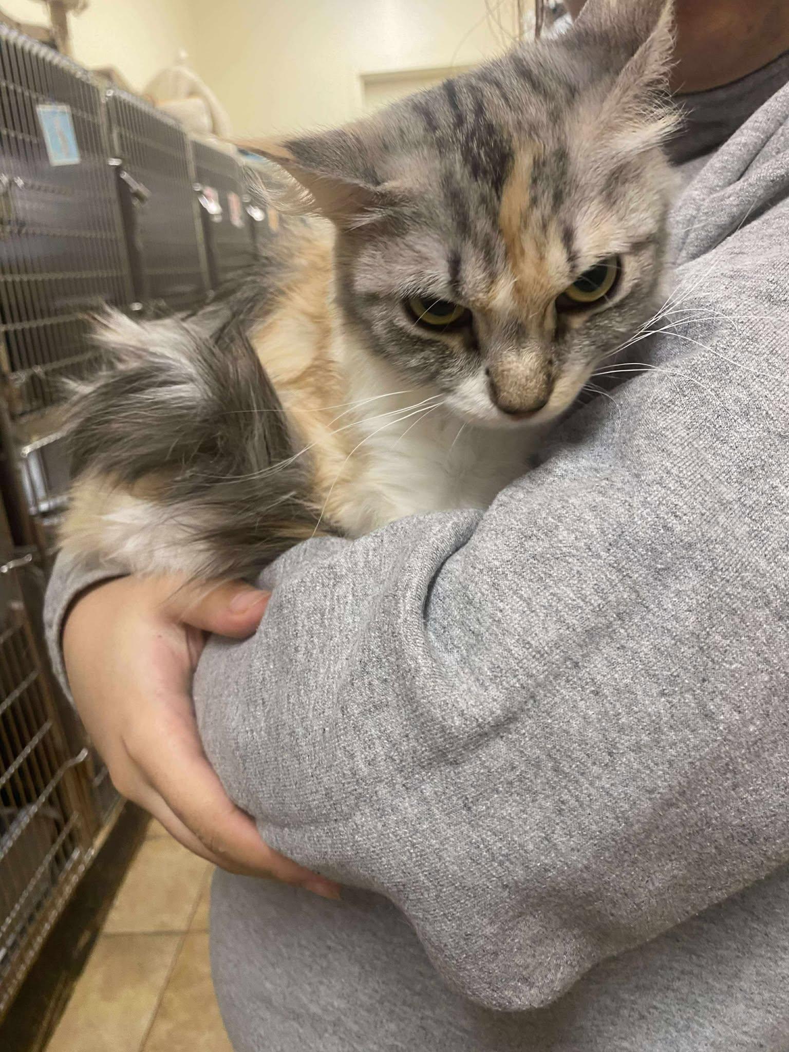 Enlarge SCARLETT VAN HELSING, an adopted mixed breed in Murrieta, CA image 3/6