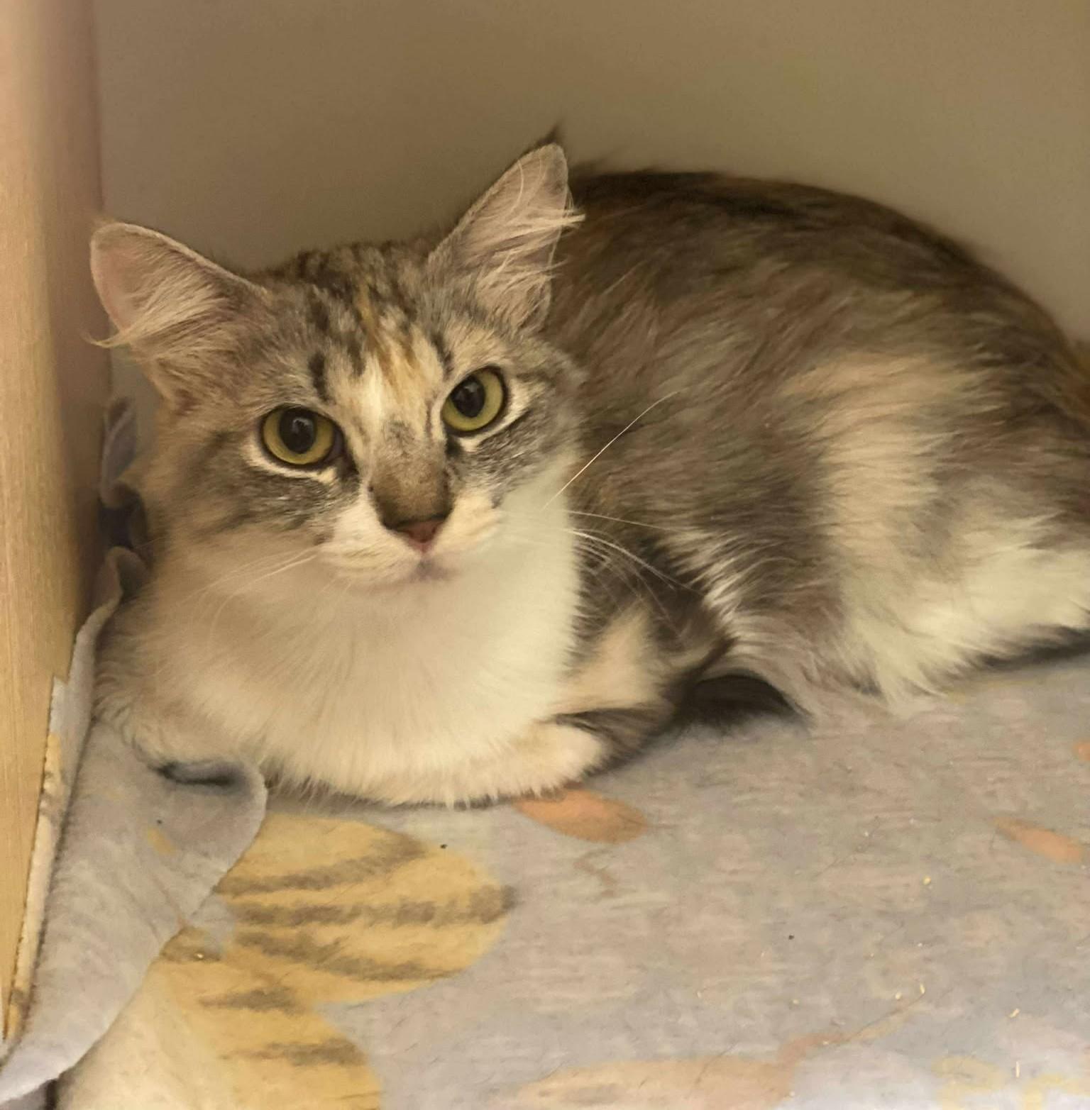 Enlarge SCARLETT VAN HELSING, an adopted mixed breed in Murrieta, CA image 5/6