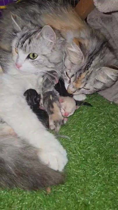 Enlarge SCARLETT VAN HELSING, an adopted mixed breed in Murrieta, CA video 4/6