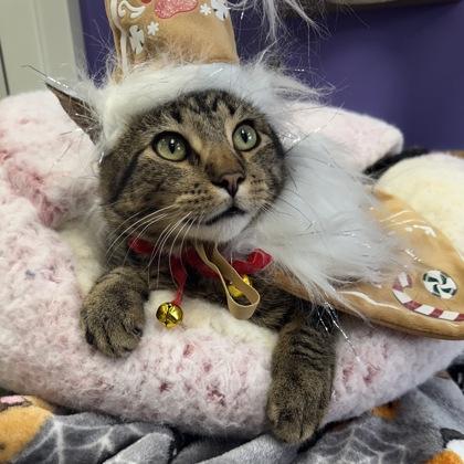 Prince Charming, Adoptable, Kitten Male Domestic Short Hair & Domestic Short Hair.