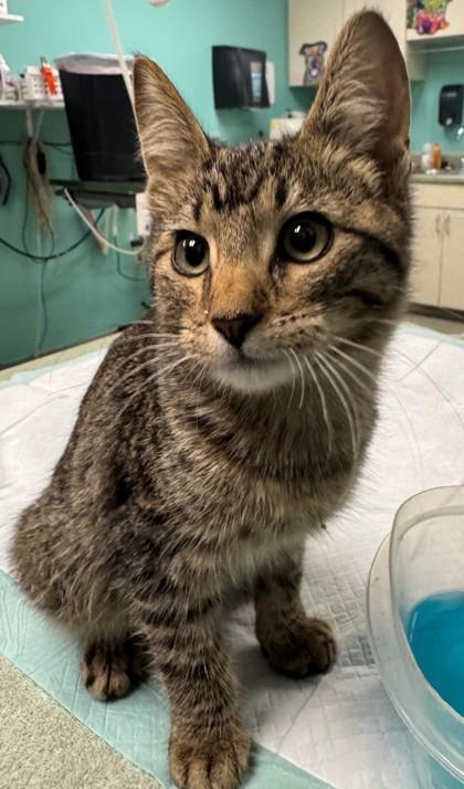 Enlarge Prince Charming, a Adoptable mixed breed in Willmar, MN image 1/2