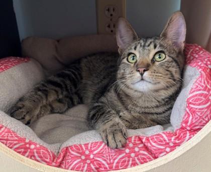 Enlarge Prince Charming, a Adoptable mixed breed in Willmar, MN image 2/2