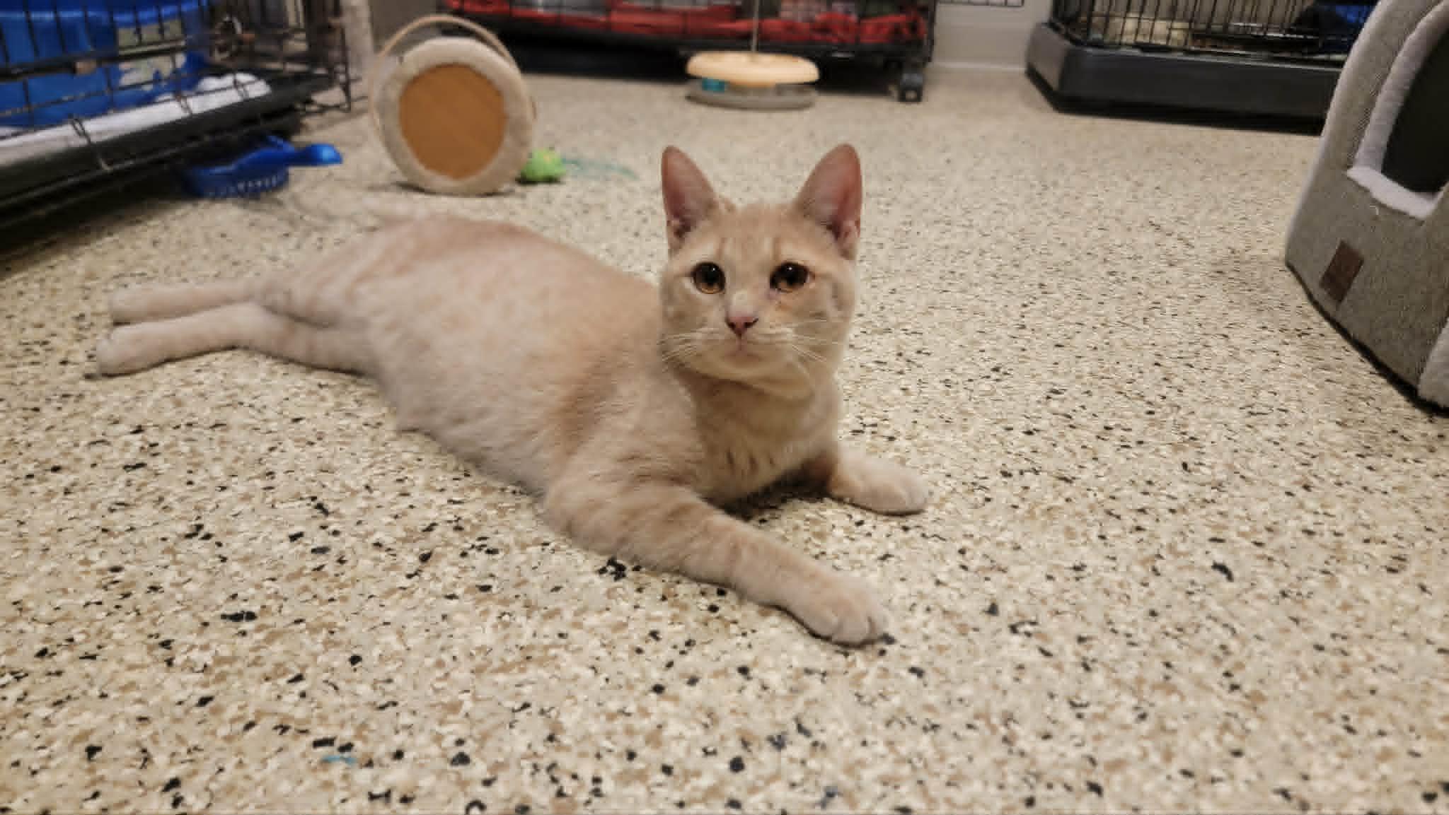 Droopy, adoptable, Young Female Domestic Short Hair & Tabby.