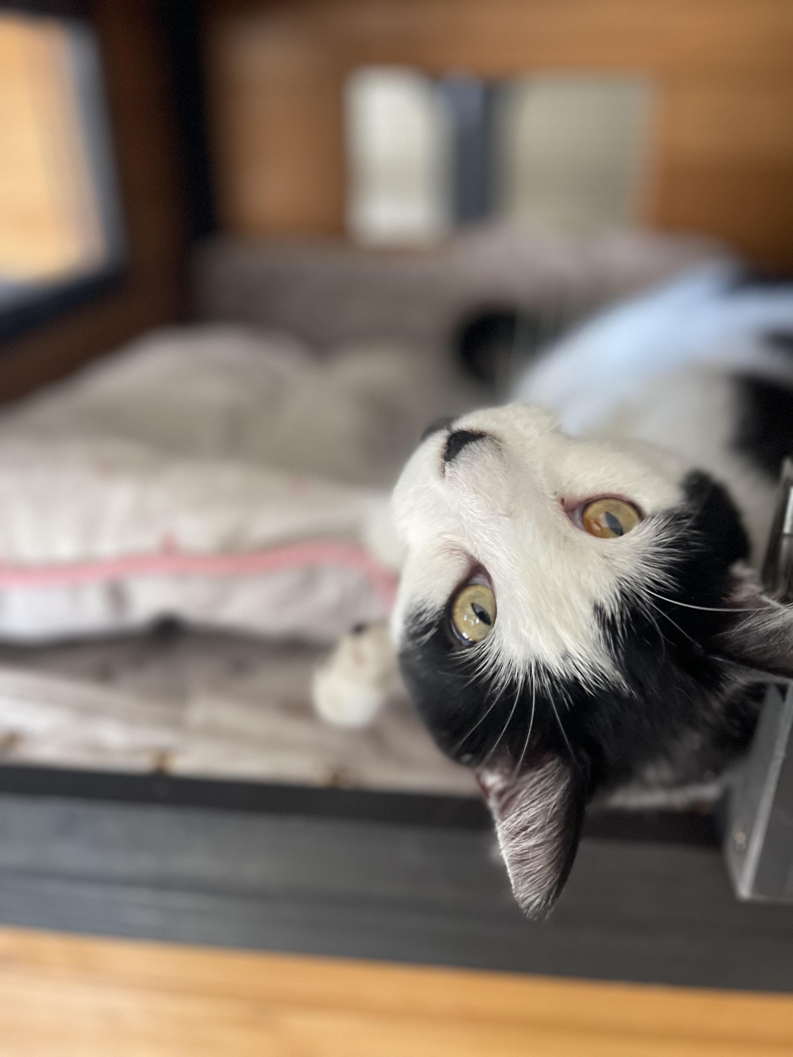 Sylvester, an adoptable Domestic Medium Hair in Pinedale, WY, 82941 | Photo Image 2
