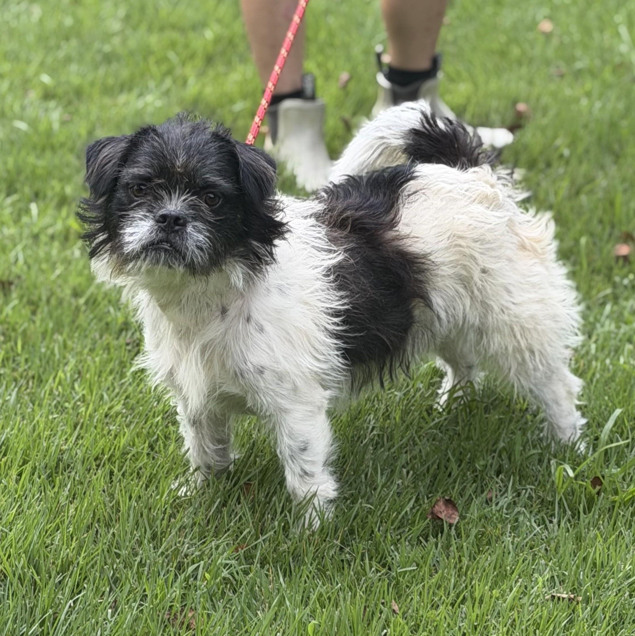 Pita, a ADOPTABLE mixed breed in Abington, PA image 4/4