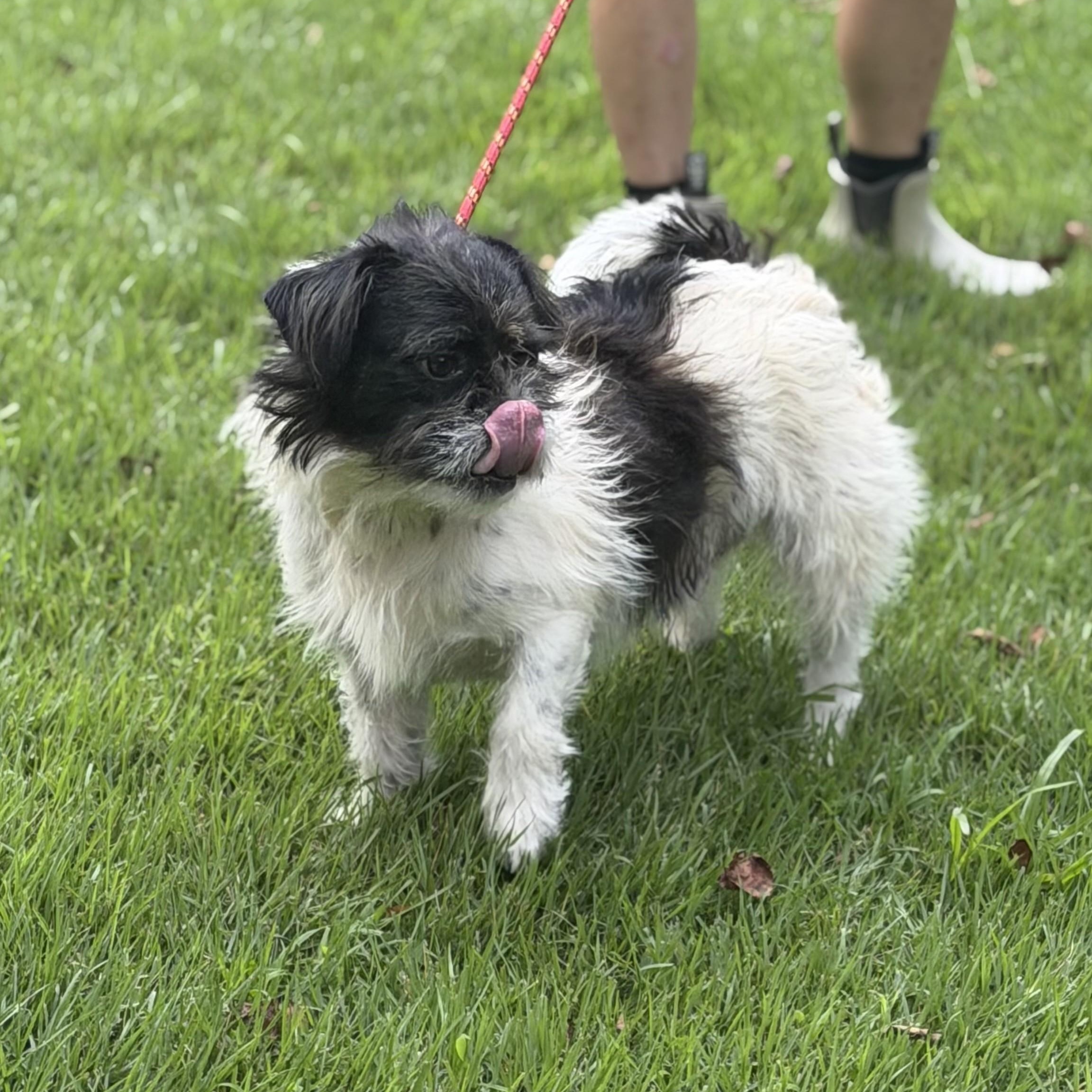 Pita, a ADOPTABLE mixed breed in Abington, PA image 2/4