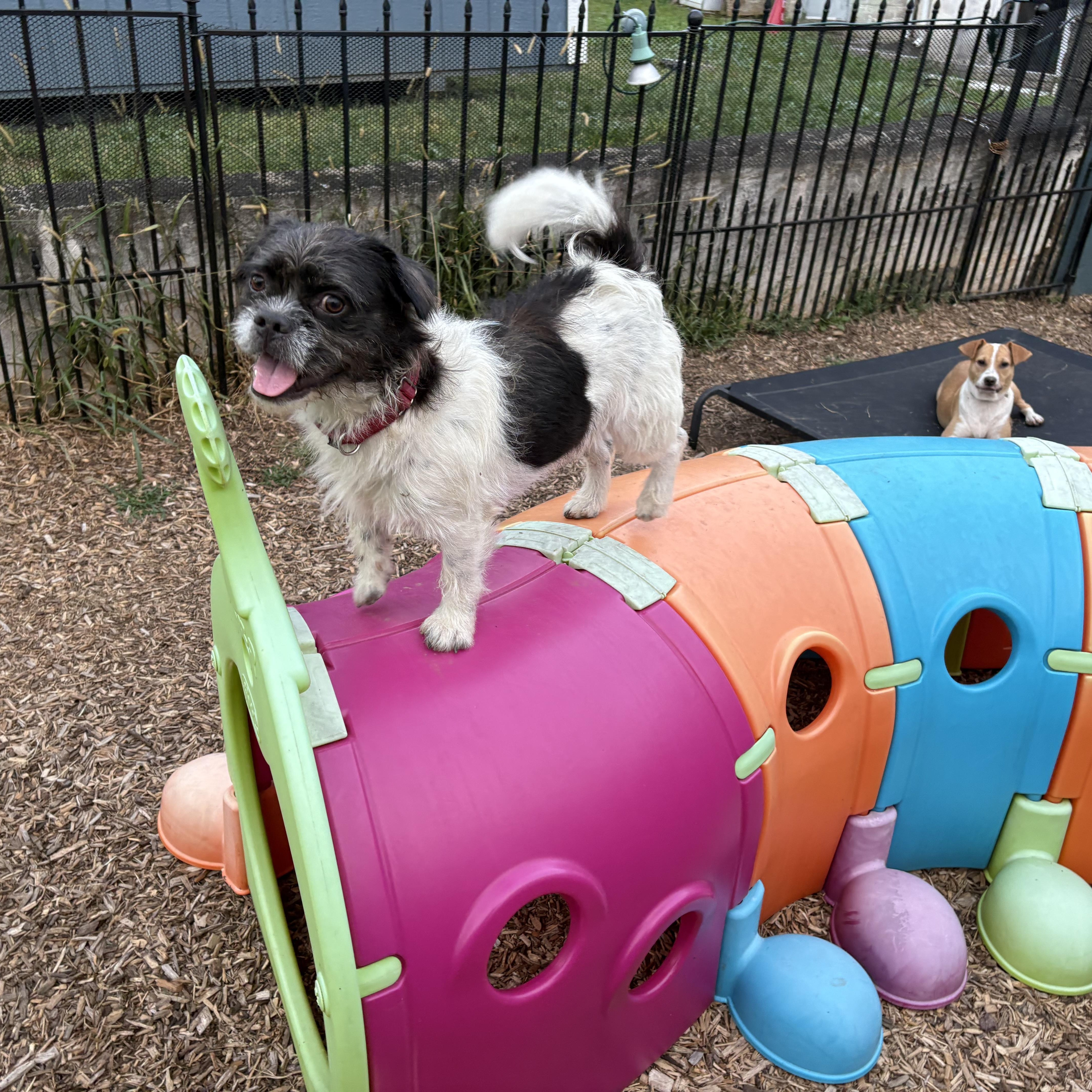 Enlarge Pita, a Adopted mixed breed in Abington, PA image 6/6