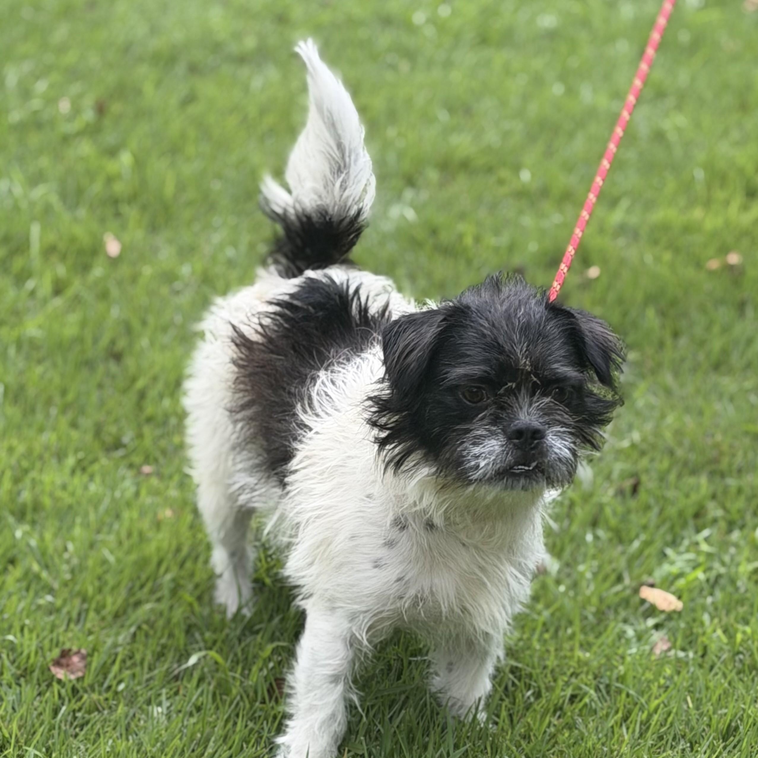 Pita, ADOPTABLE, Young Male Brussels Griffon & Shih Tzu.