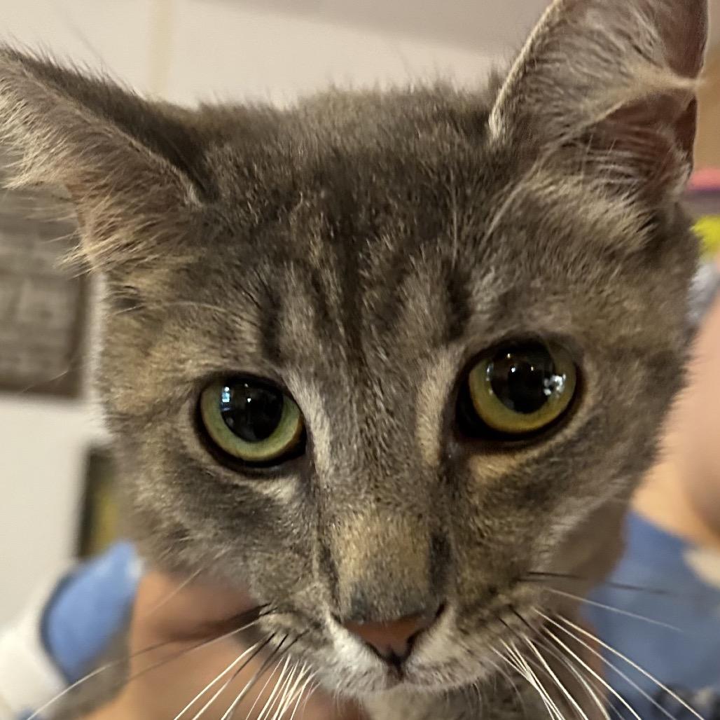 Enlarge Misty, a Adoptable Domestic Short Hair in Hanna City, IL image 1/2