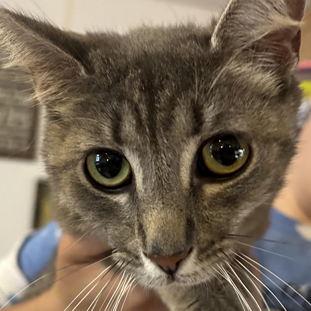 Enlarge Misty, a Adoptable Domestic Short Hair in Hanna City, IL image 2/2