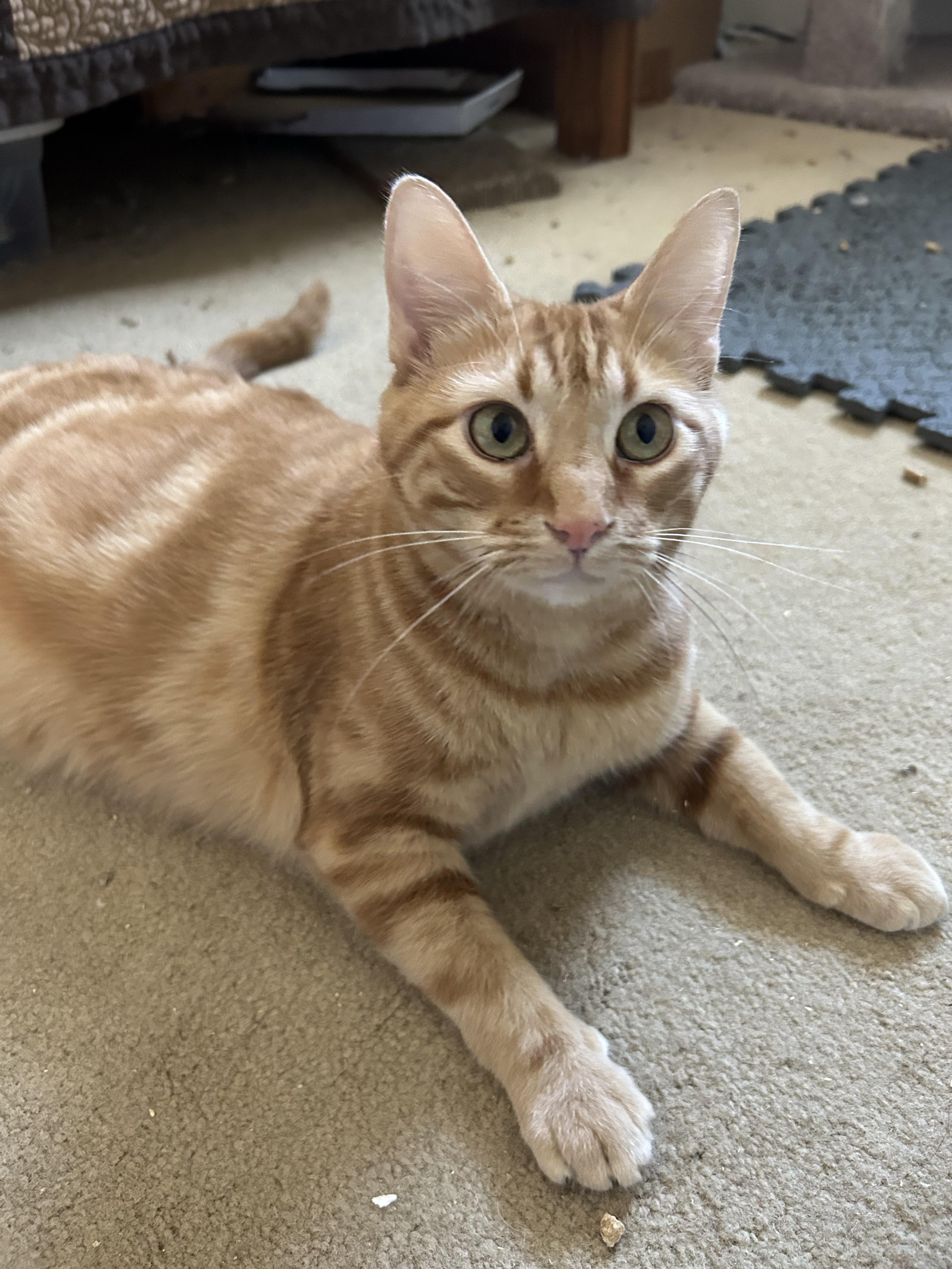 Ginger, Adult Female Domestic Short Hair