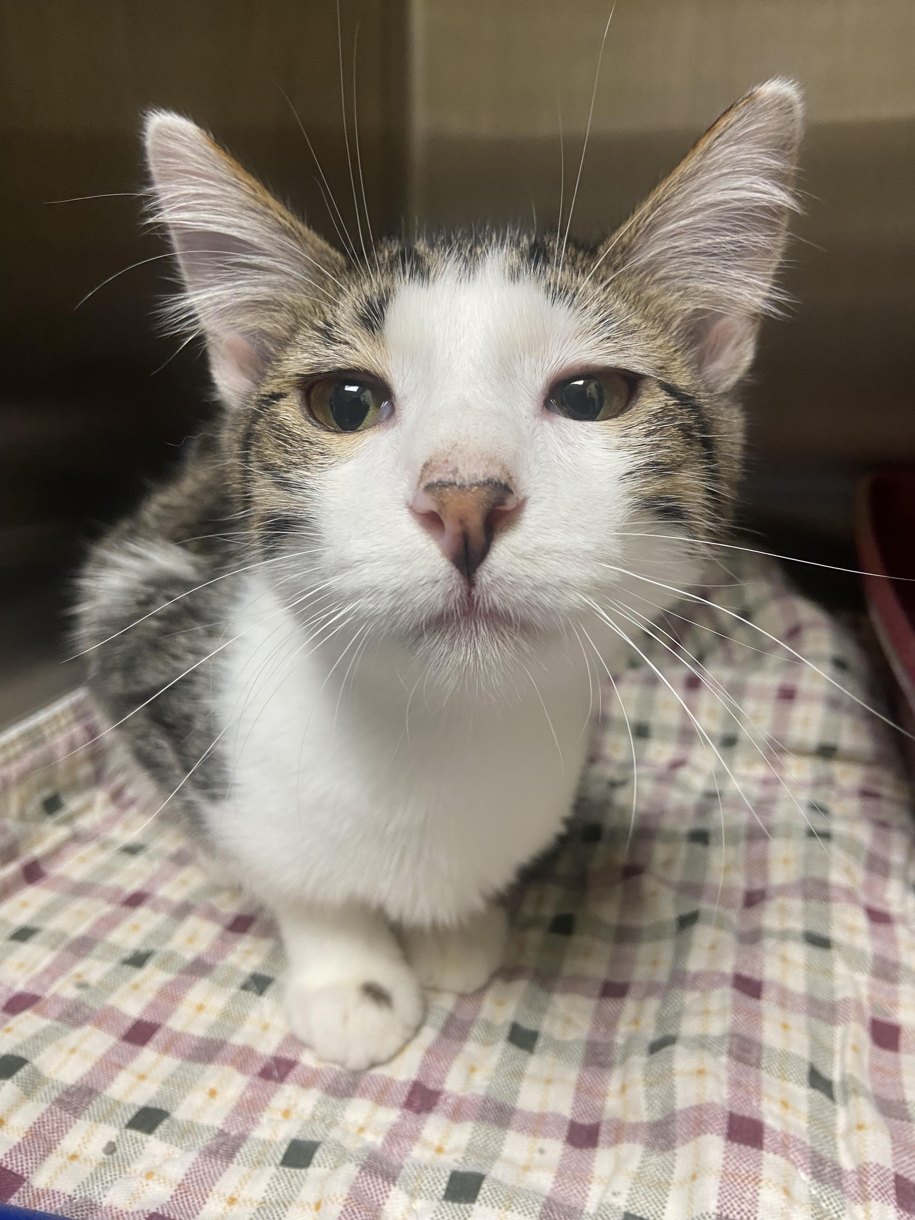 Enlarge Barney, a Adoptable Domestic Short Hair in Hazleton, IA image 1/2