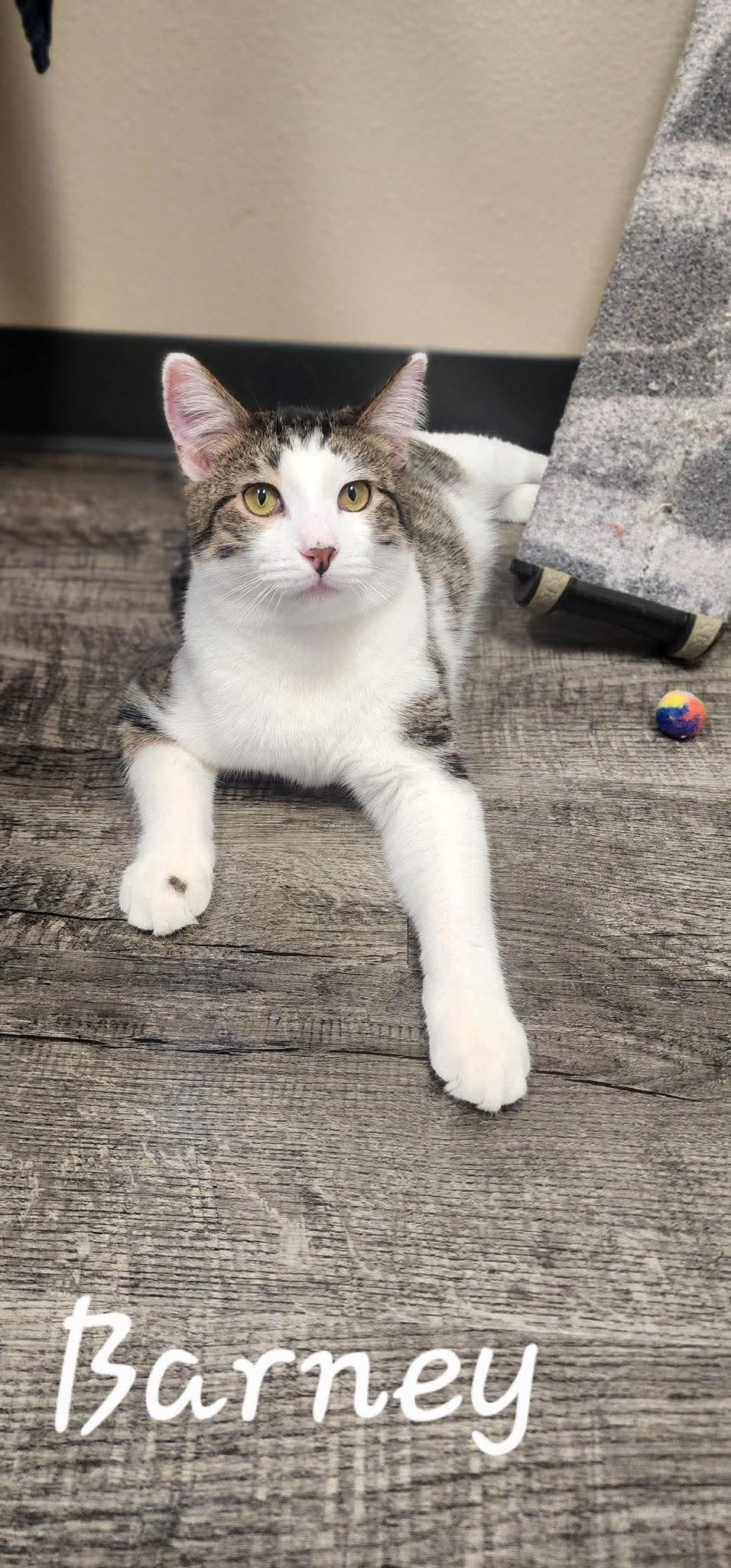 Barney, Adoptable, Young Male Domestic Short Hair.