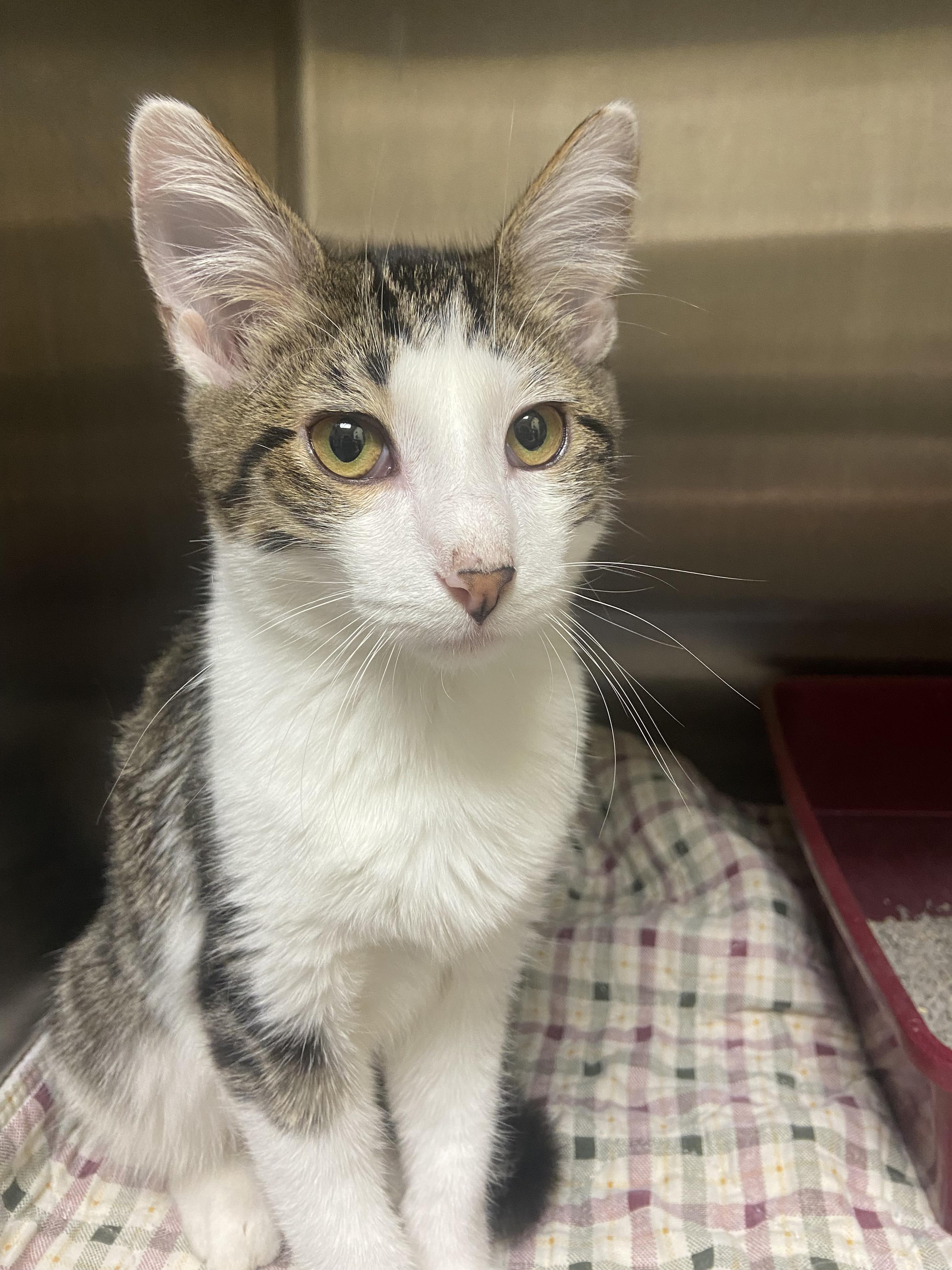 Enlarge Barney, a Adoptable Domestic Short Hair in Hazleton, IA image 2/2