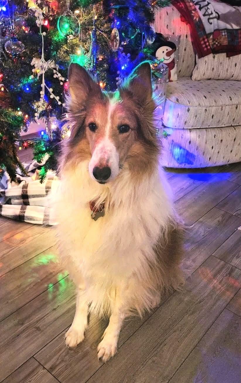 Enlarge Sasha, a ADOPTABLE Rough Collie in Lisle, IL image 4/5