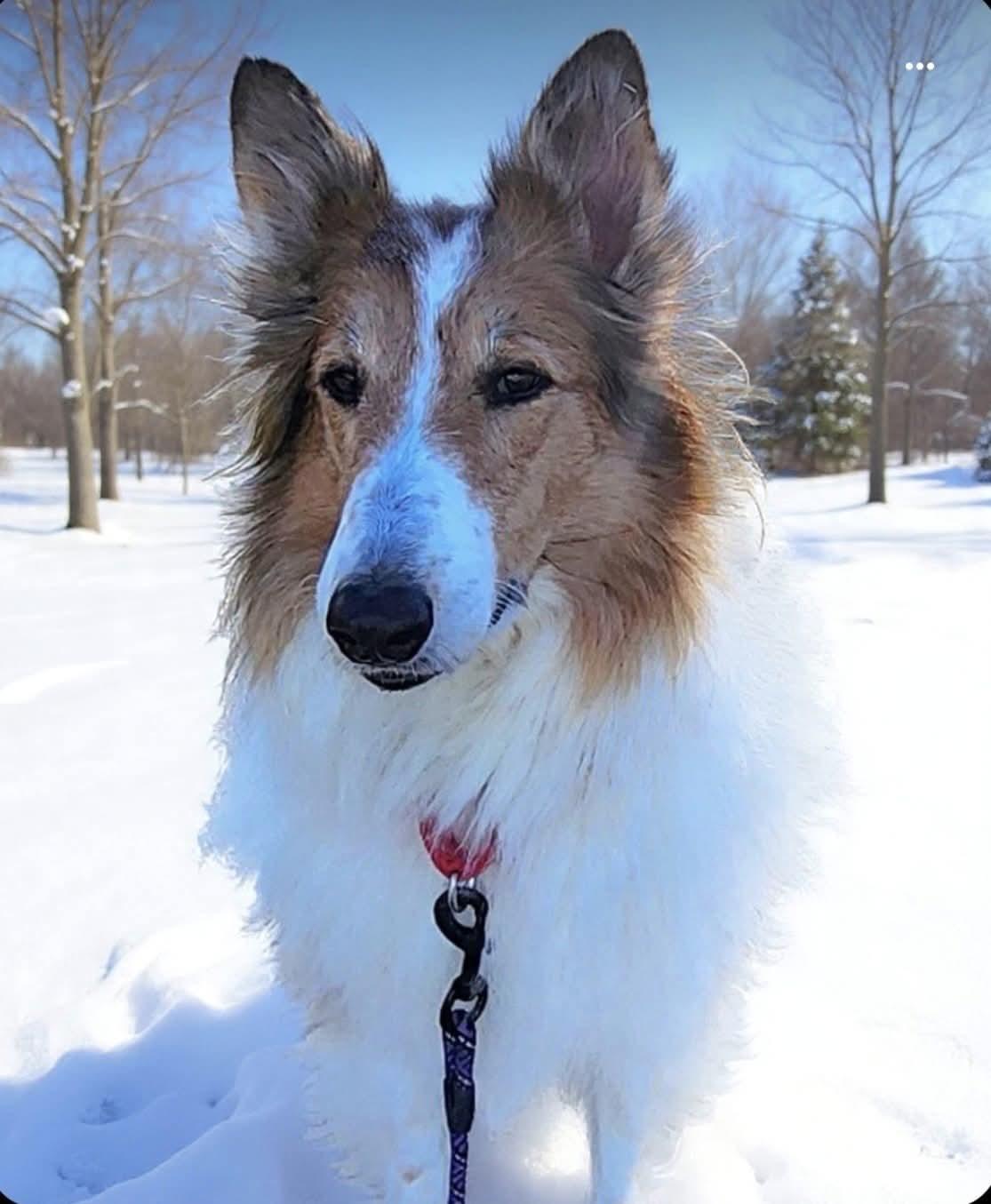 Sasha, ADOPTABLE, Adult Female Rough Collie.