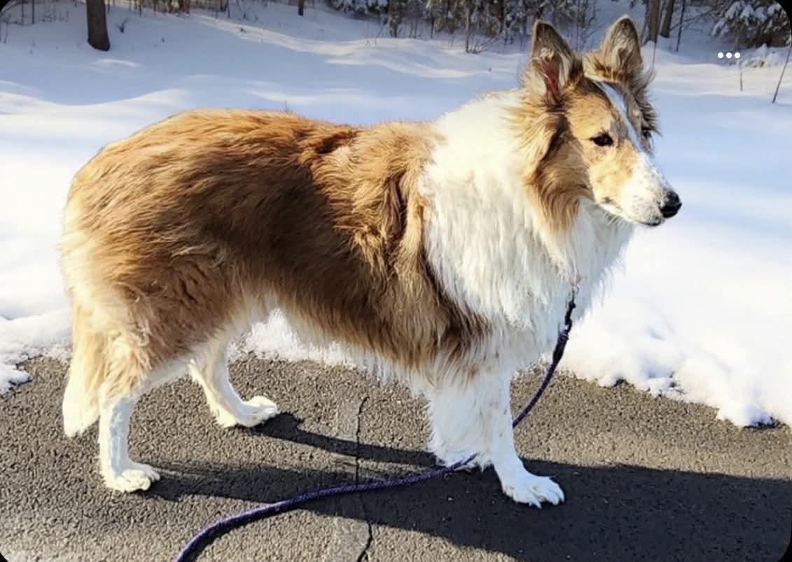 Enlarge Sasha, a ADOPTABLE Rough Collie in Lisle, IL image 3/5
