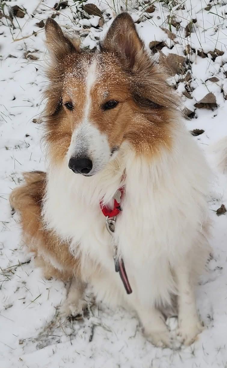 Enlarge Sasha, a ADOPTABLE Rough Collie in Lisle, IL image 5/5