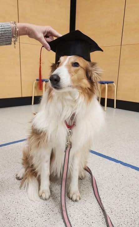 Enlarge Sasha, a ADOPTABLE Rough Collie in Lisle, IL image 2/5